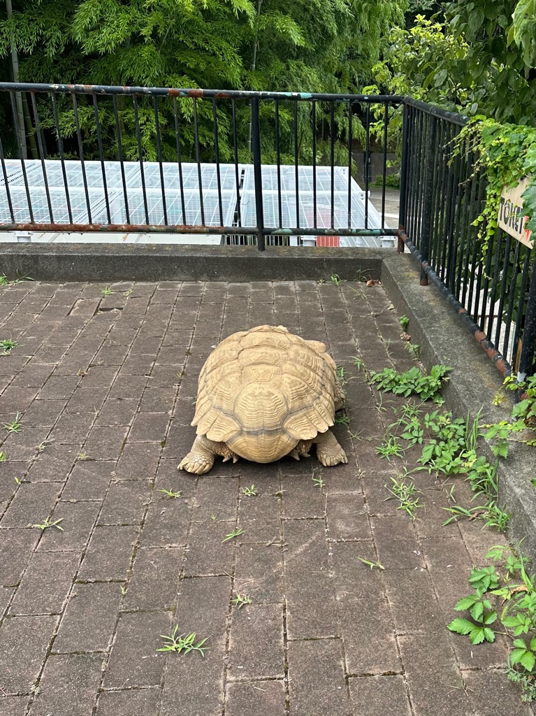 写真：ケヅメリクガメのアンディの後ろ姿の画像