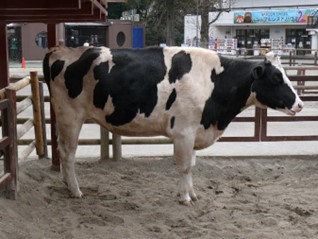 画像：ホルスタインの写真
