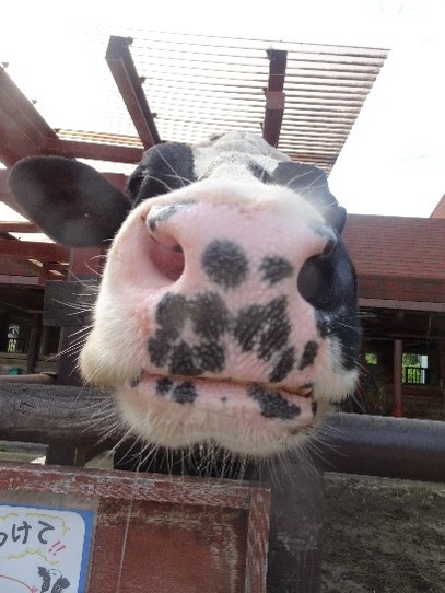 画像：ホルスタインの正面写真