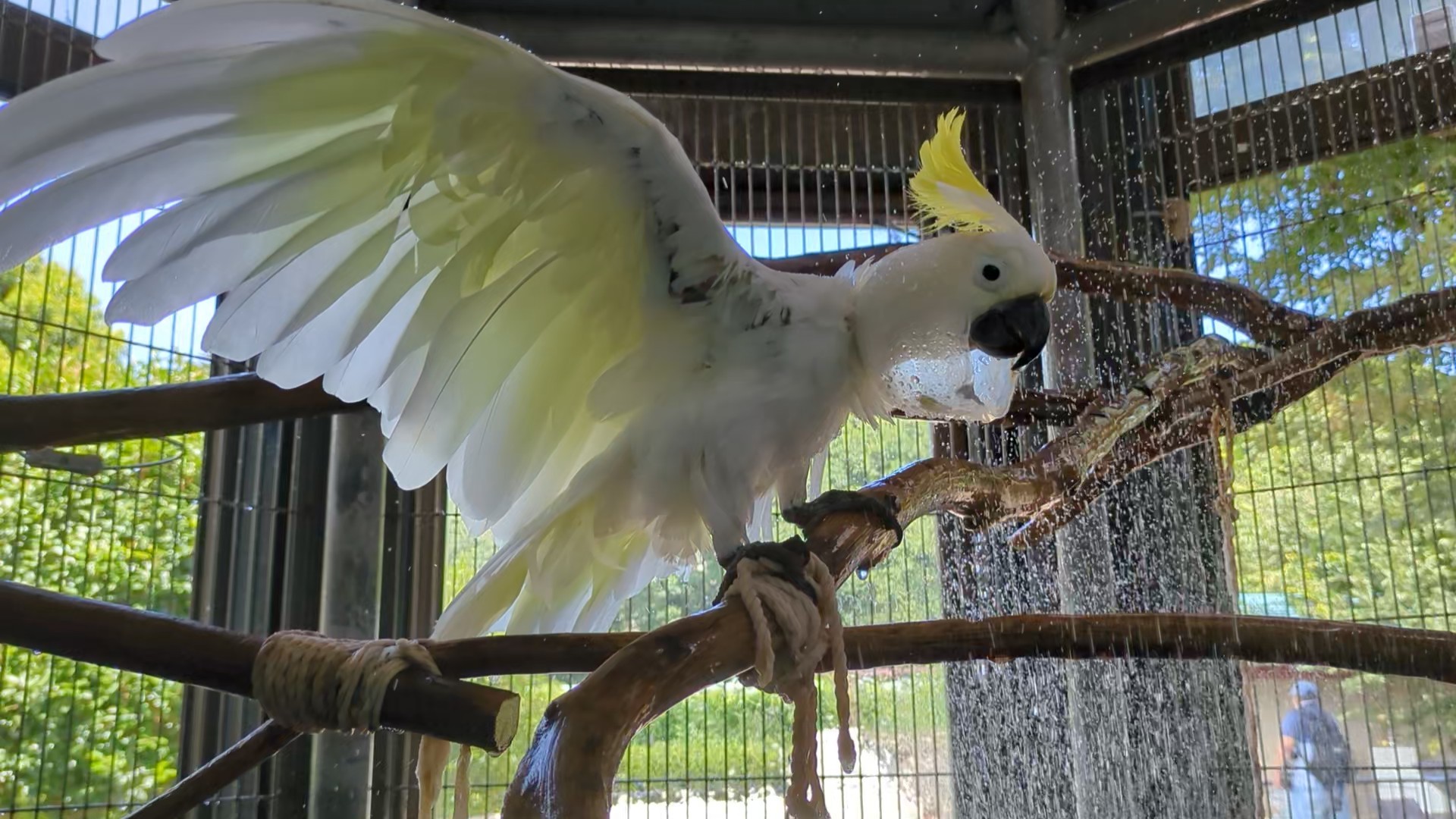 画像：水浴びをするキバタンのキキ(横向き)の写真