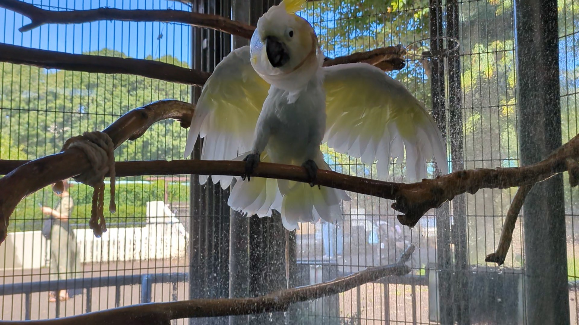 画像：水浴びをするキバタンのキキ(正面、水少なめ)の写真