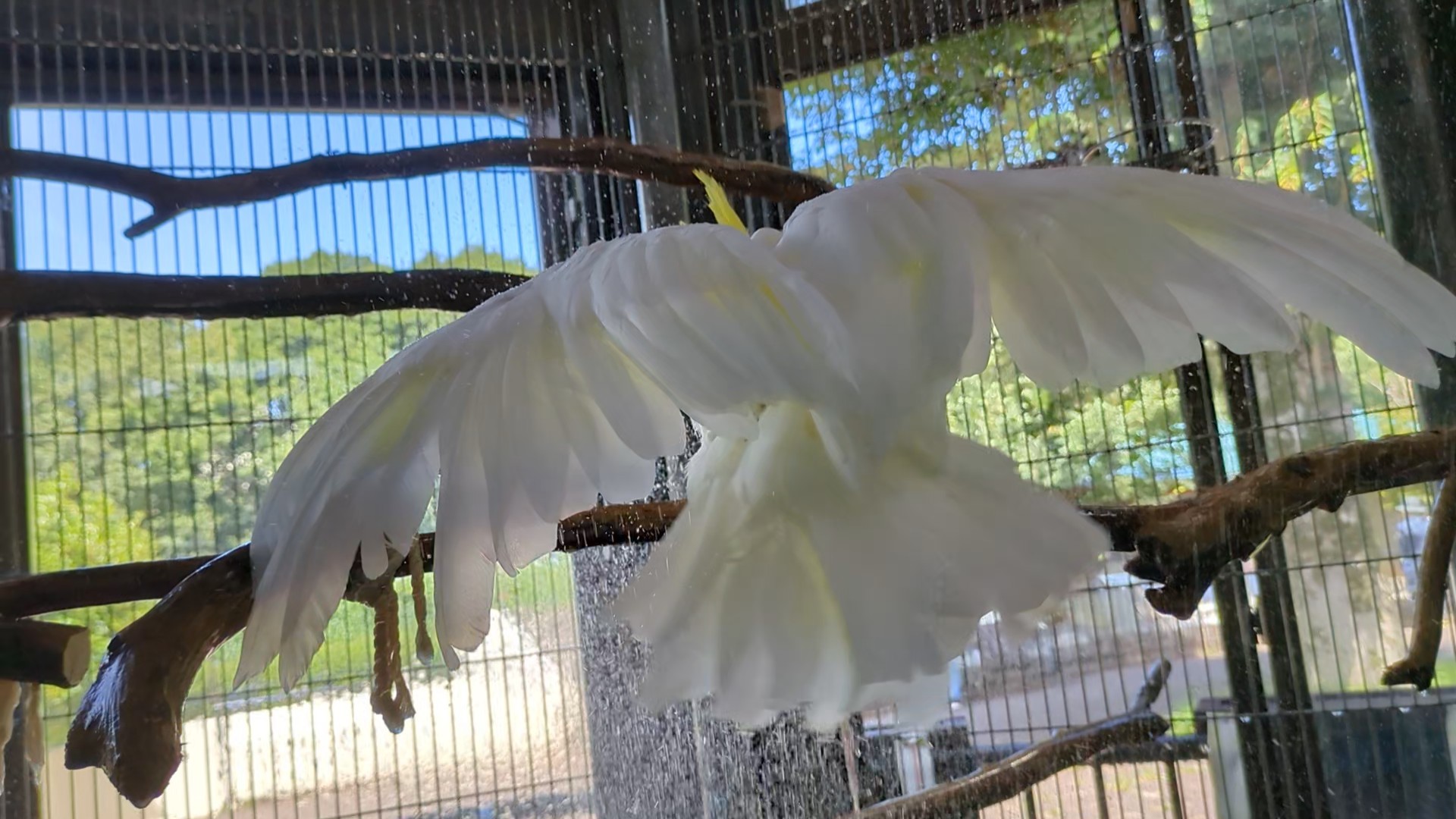 画像：水浴びをするキバタンのキキ(後ろ向き)の写真