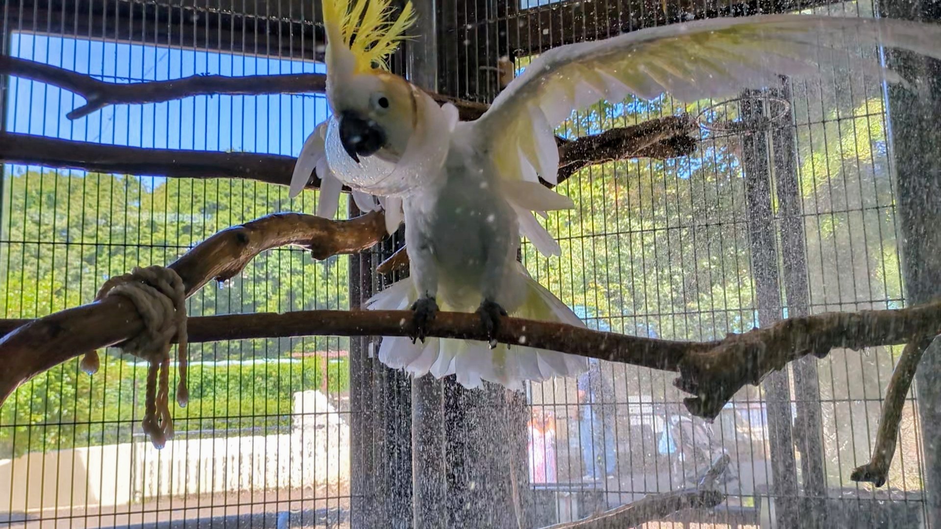 画像：水浴びをするキバタンのキキ(正面、水多め)の写真