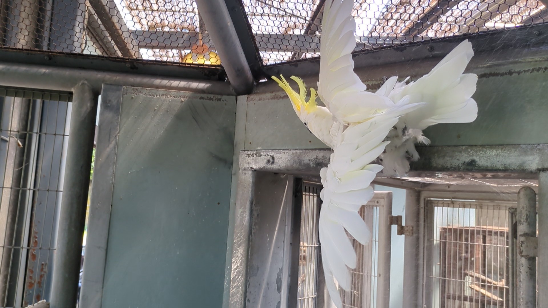 画像：壁に張り付きながら水浴びをするキバタンのララ(左向き)の写真