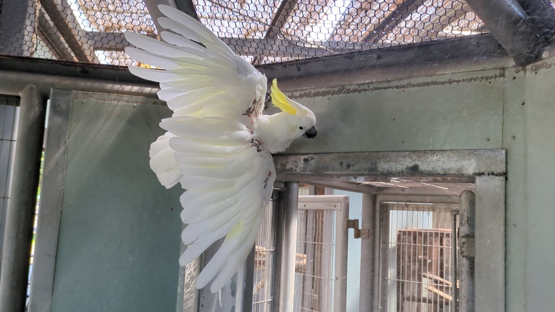 画像：壁に張り付きながら水浴びをするキバタンのララ(右向き)の写真