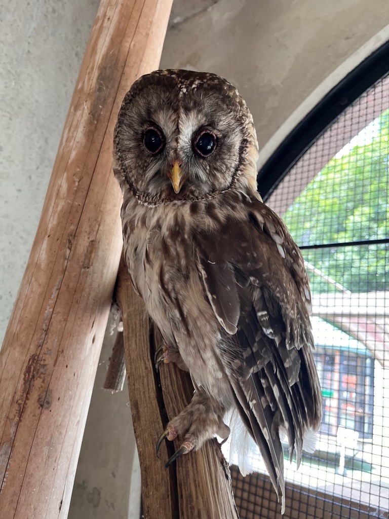 画像：フクロウ（ホー）の写真