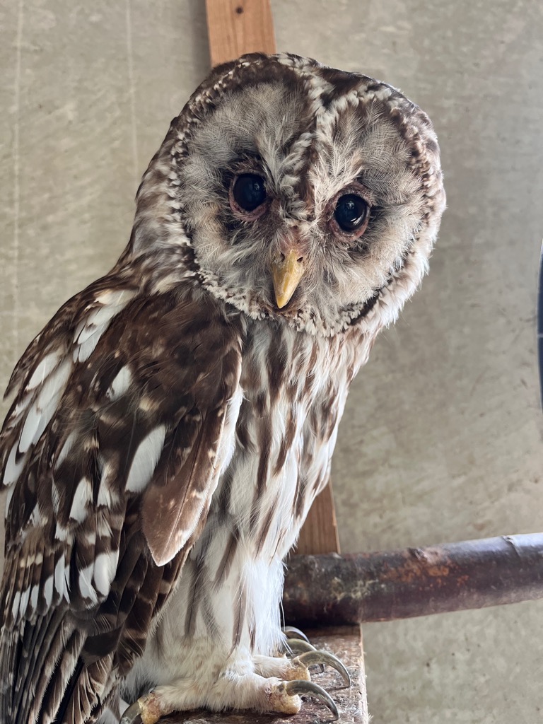 画像：フクロウ（フー）の写真