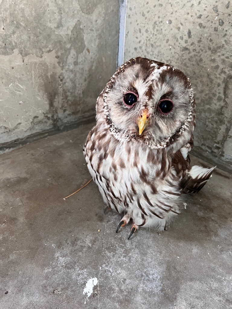 画像：フクロウ（福丸）の写真