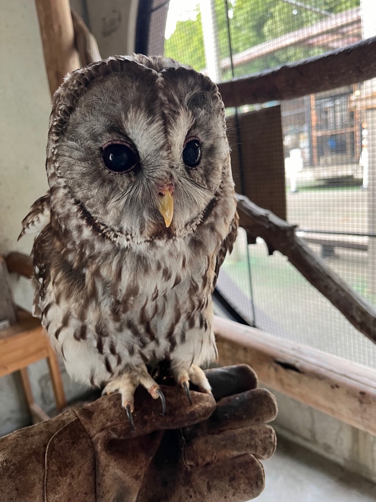 画像：フクロウ（ぽぽ）の写真