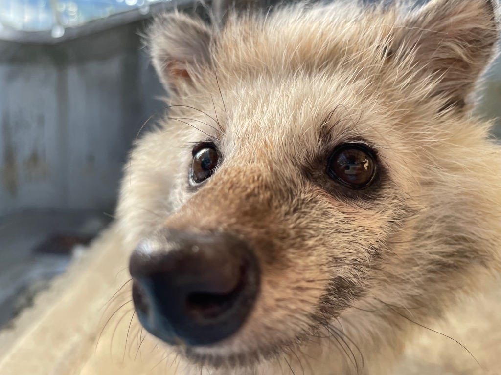 飼育日誌（7月15日～7月29日）タヌキの画像2