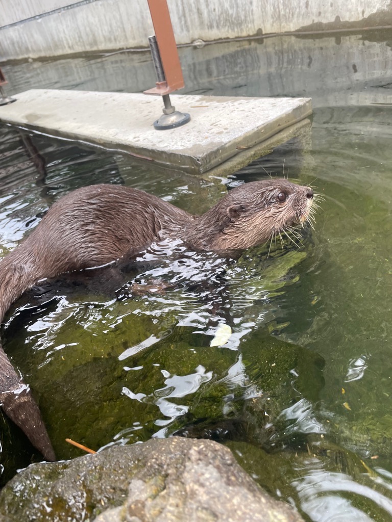 画像：コツメカワウソの画像1