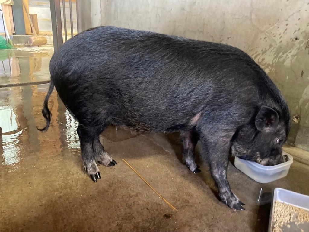 写真：冬毛のマイクロブタの写真