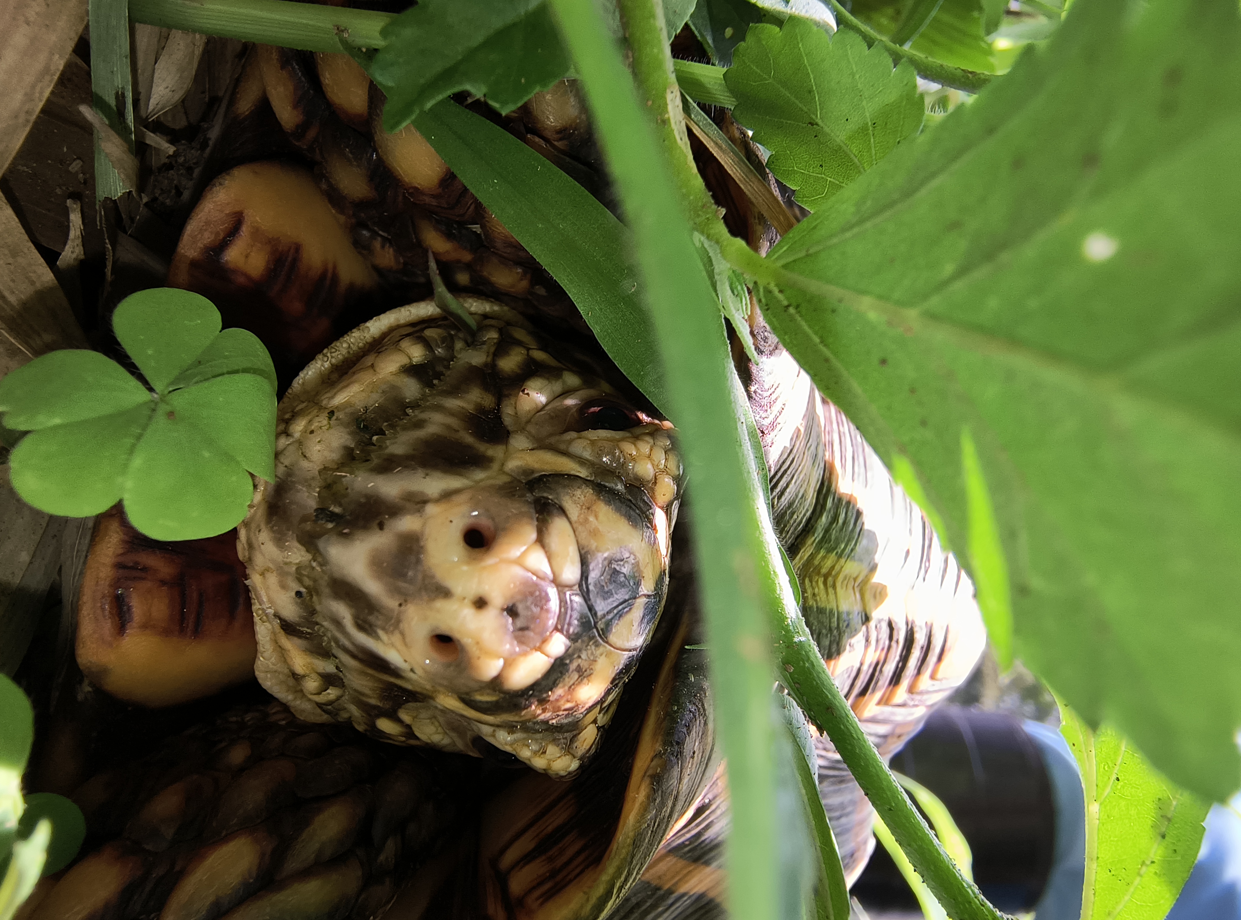 画像:草むらの中のミアキスの写真