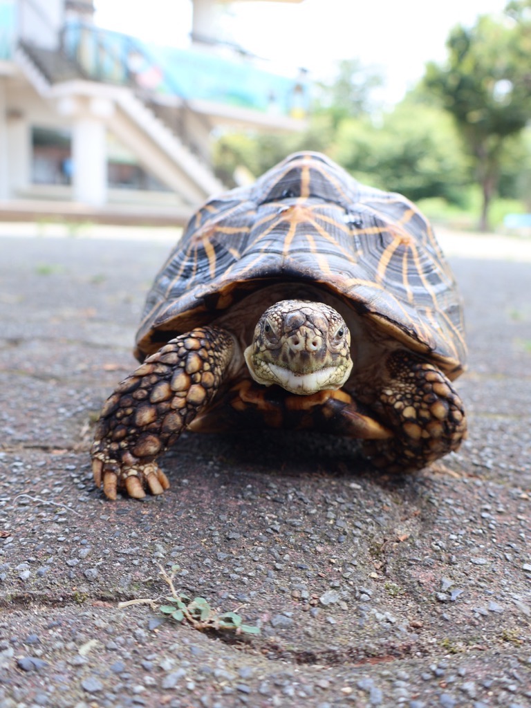 画像:散歩中のガブリエルの写真