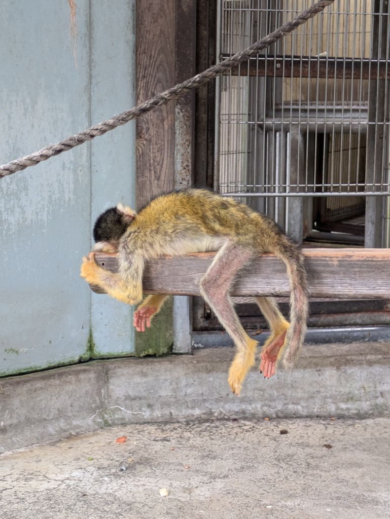 画像：ちょっとドキッとする寝方のリリーの写真