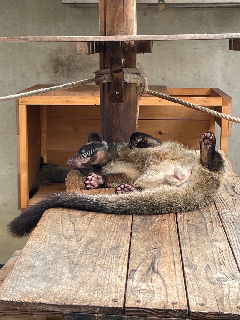 画像：ハクビシンの画像1