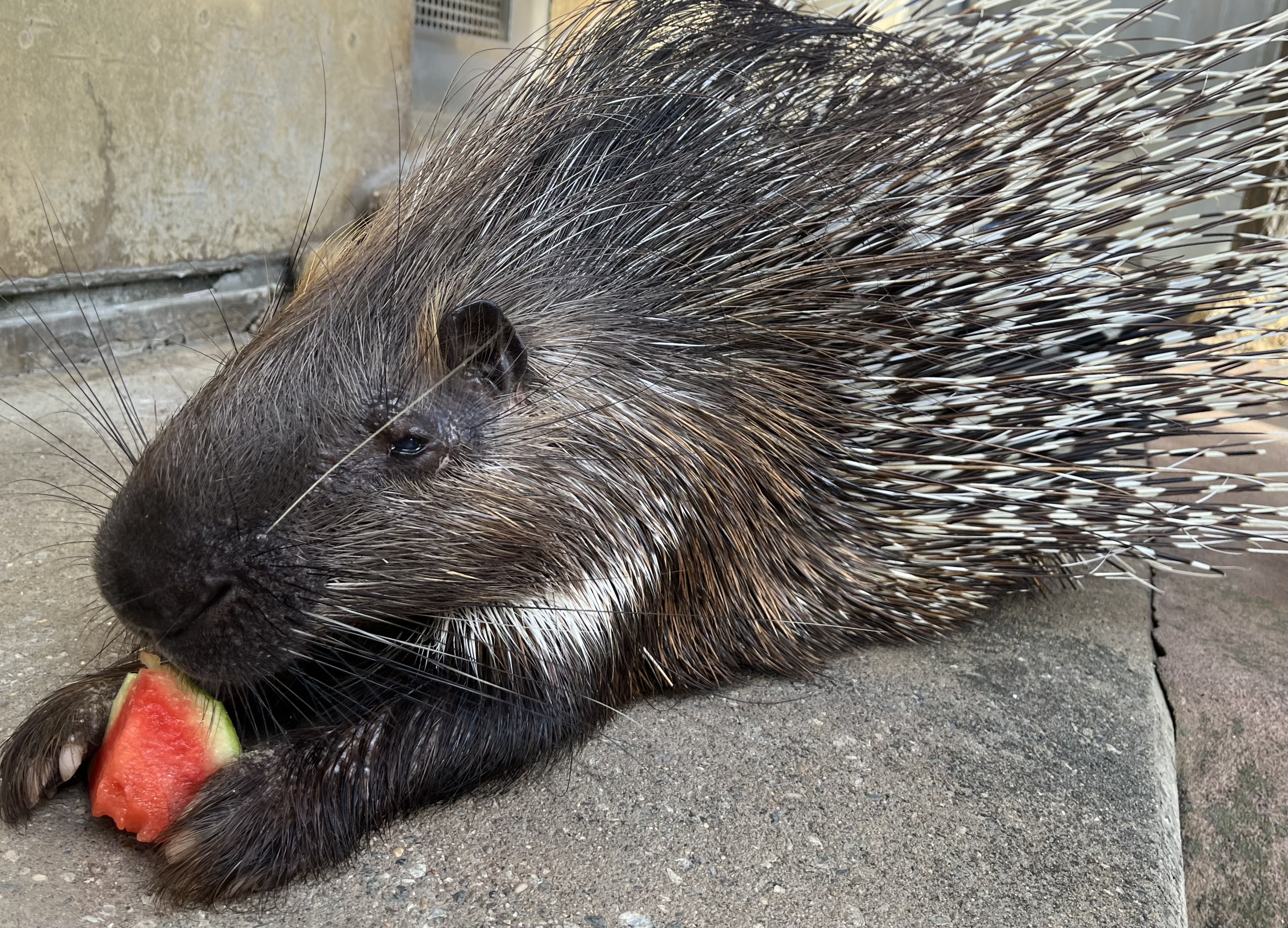 画像：スイカを食べるヤマアラシの写真