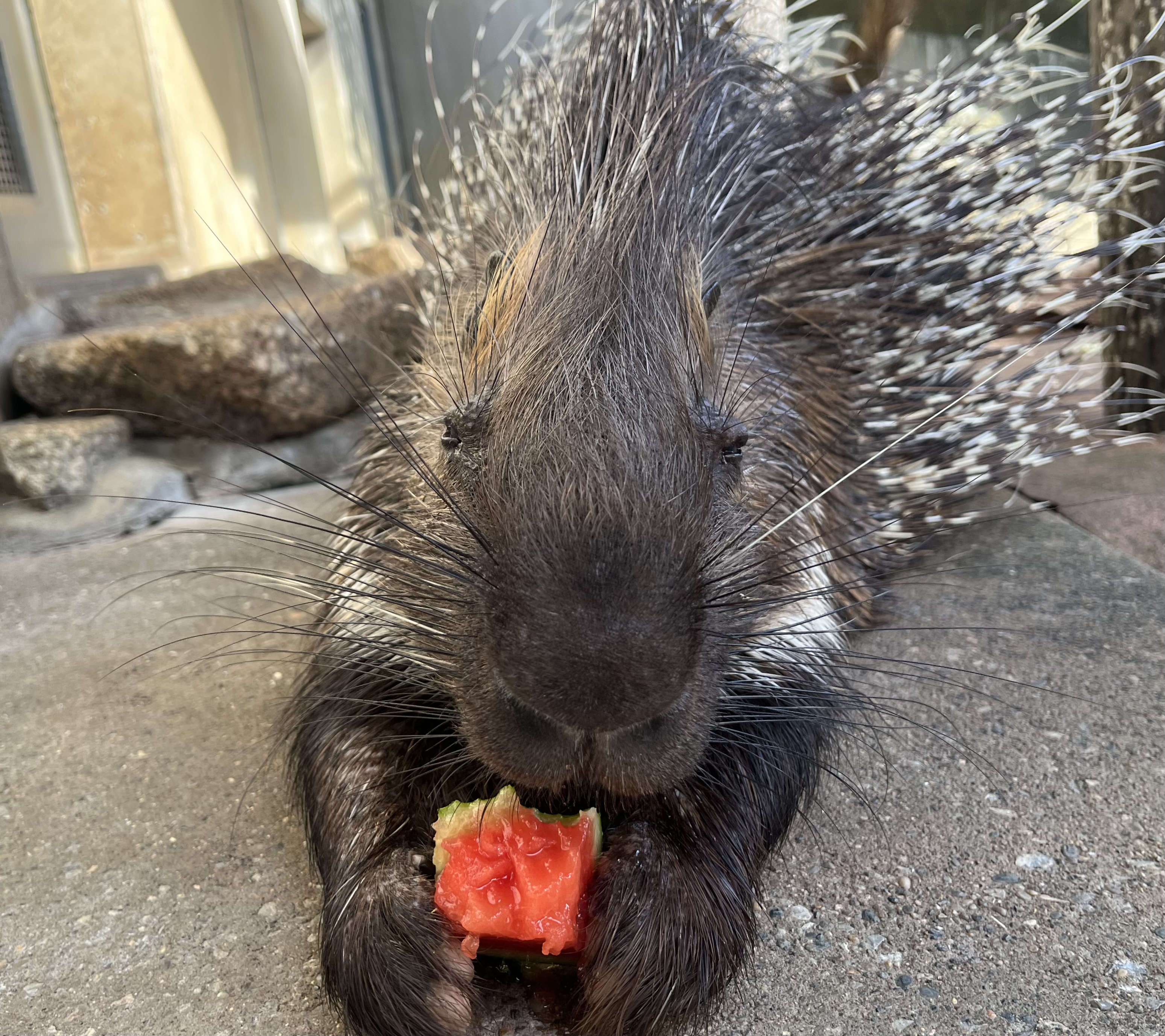 画像：スイカを食べるヤマアラシの写真
