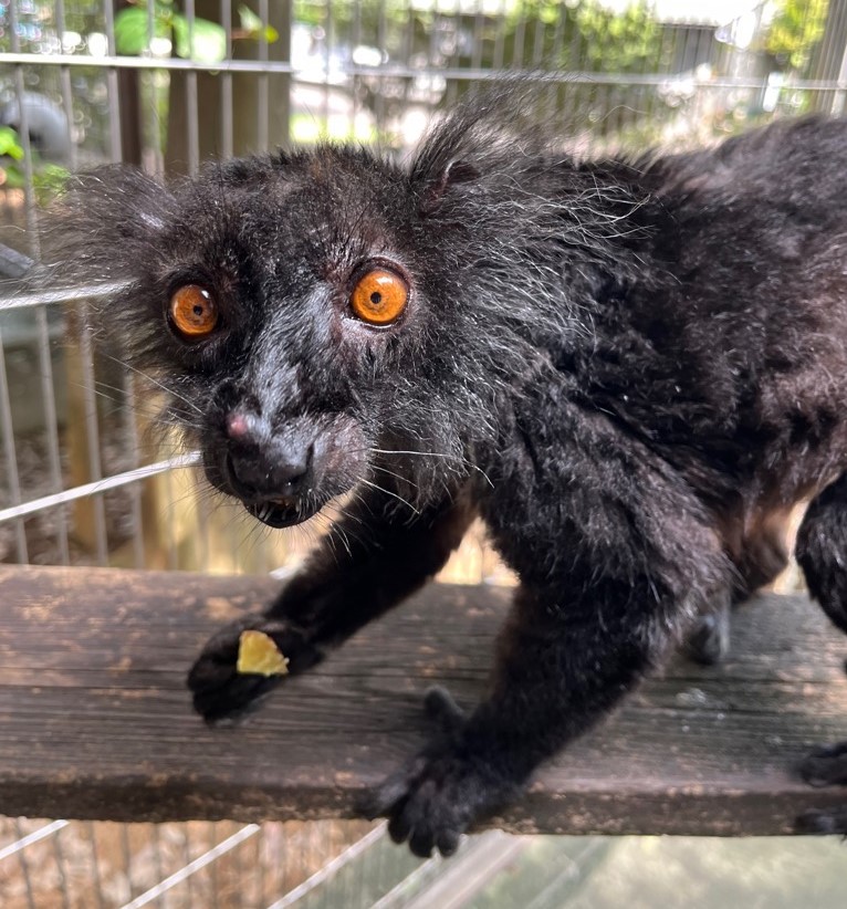 画像:クロキツネザルのオスの写真