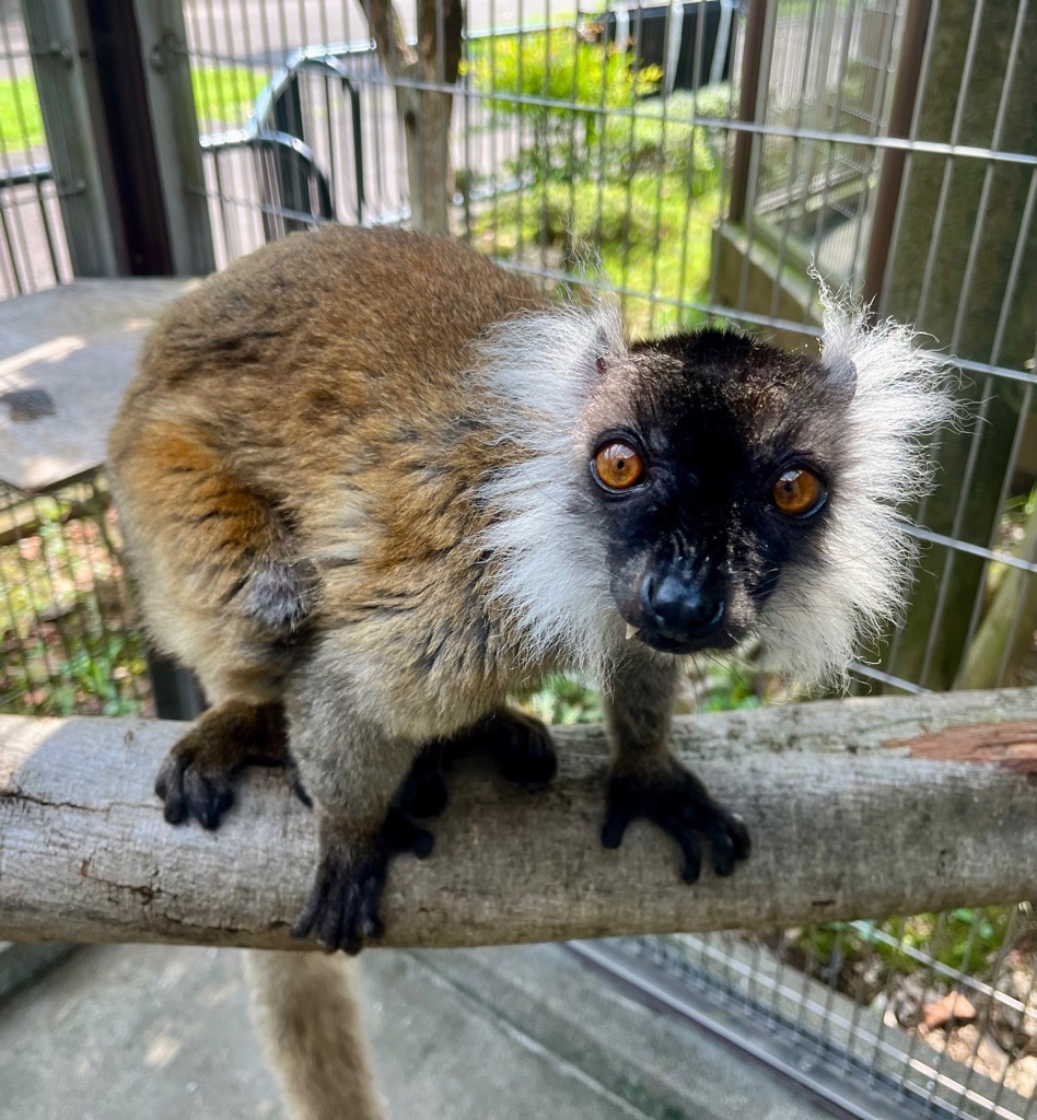 画像:クロキツネザルのメスの写真