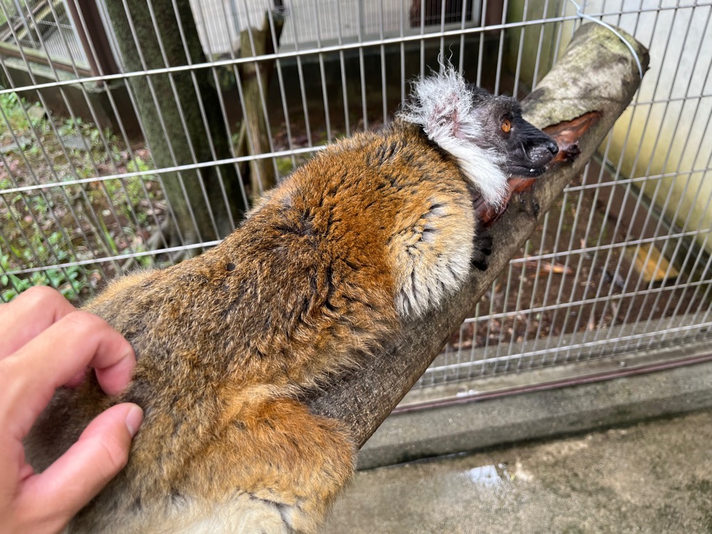 画像:グミへのマッサージの様子の写真