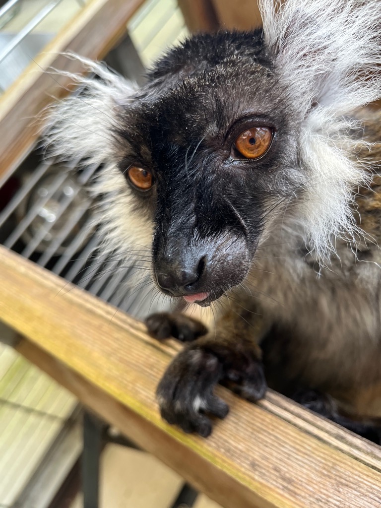 画像:マッサージをされてウットリした表情のグミ