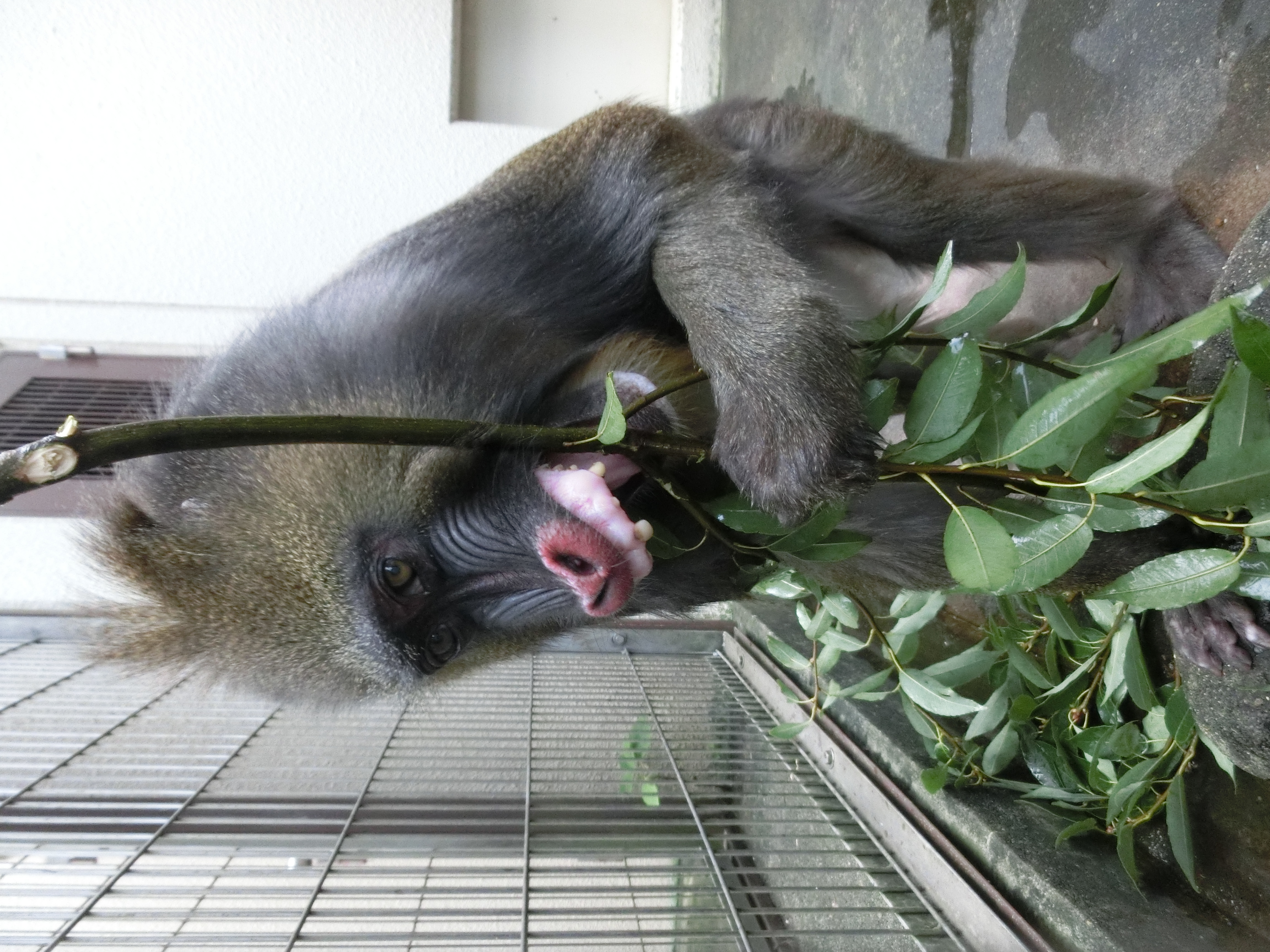 画像：カシの木をかじる画像