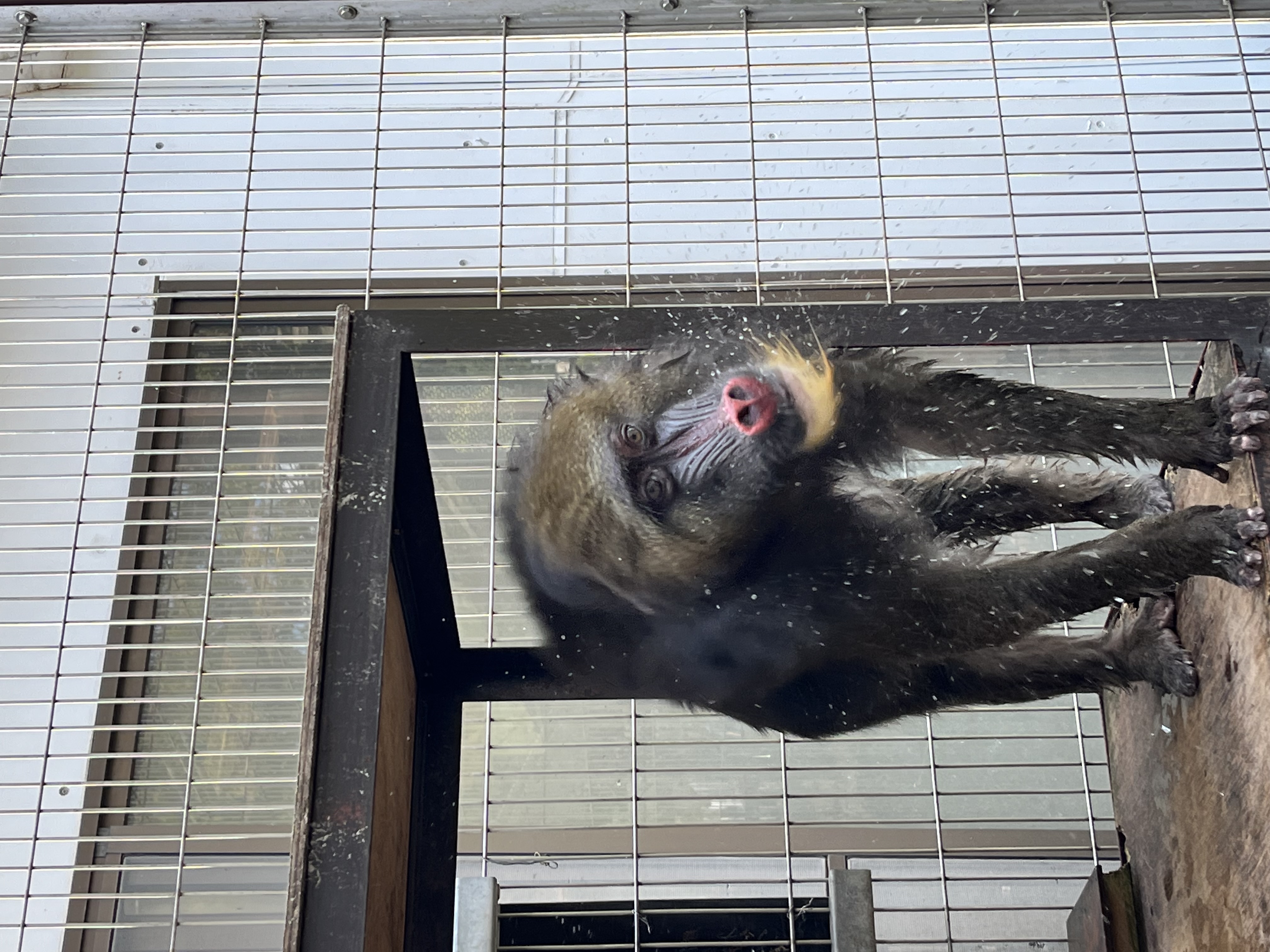 画像：マンドリル水遊びの画像