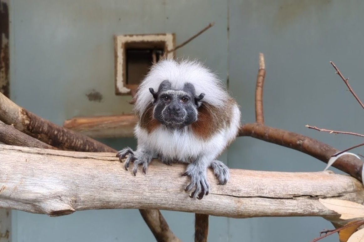 画像：ダン♂(2012年8月23日生まれ)　