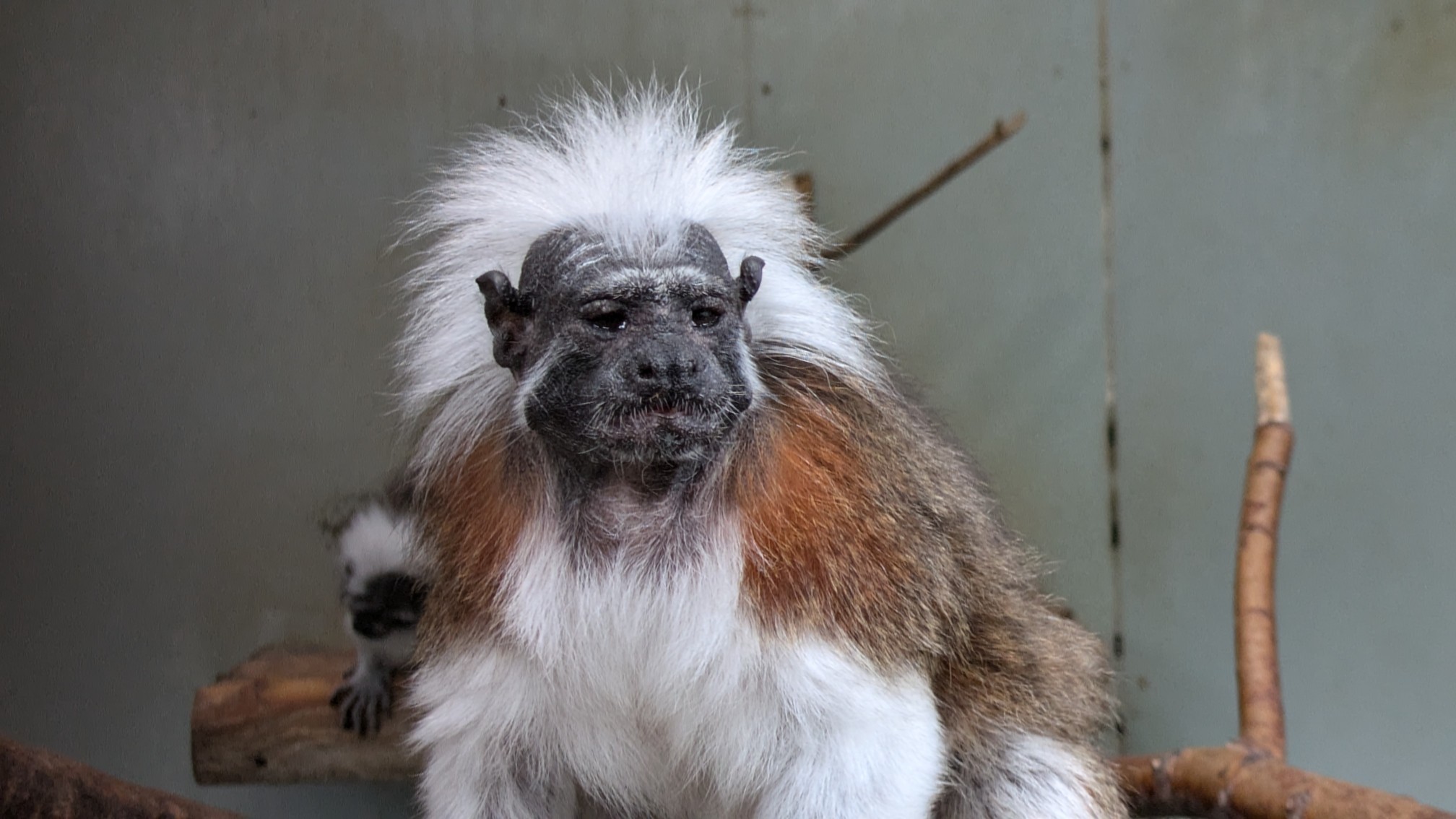 画像：イブ♀(2008年10月27日生まれ)