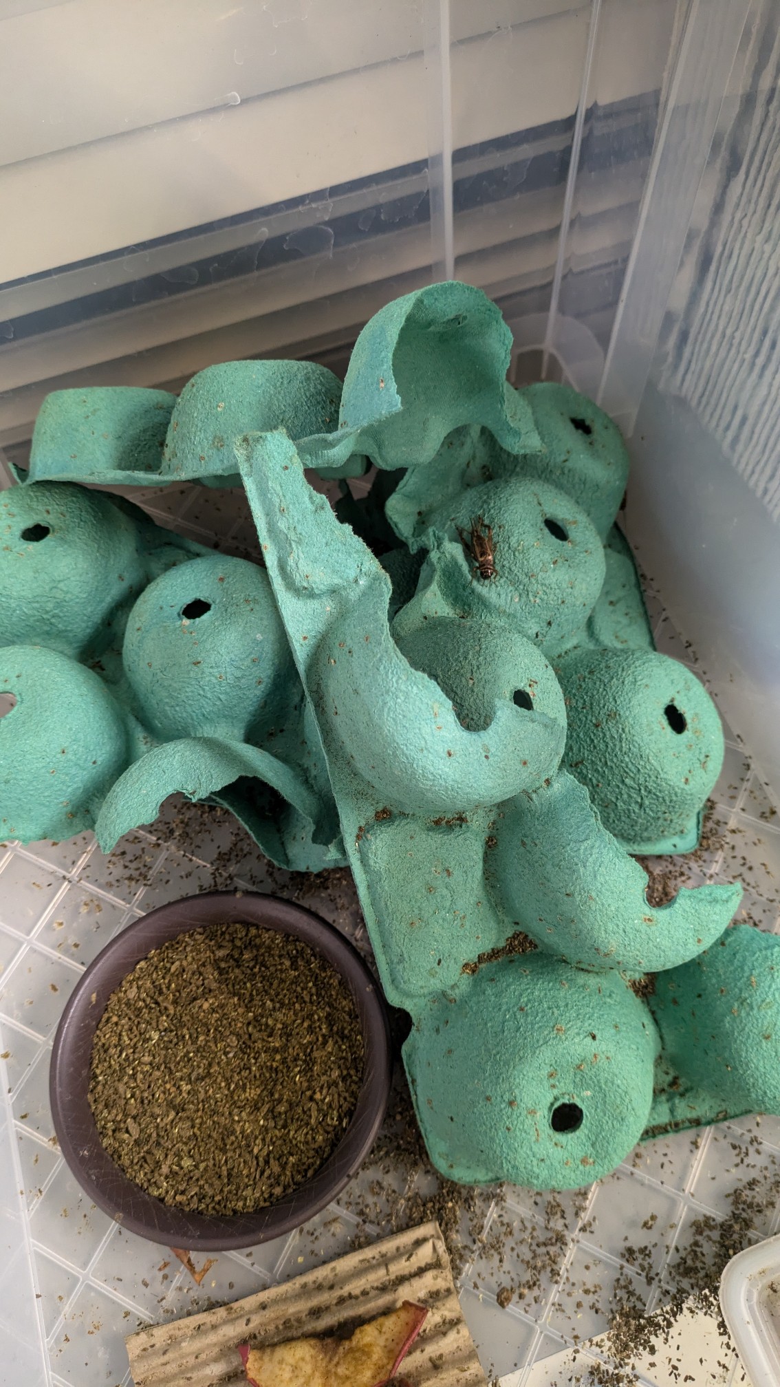 画像：コオロギの繁殖ケース　リンゴの緩衝材を隠れ家にしています