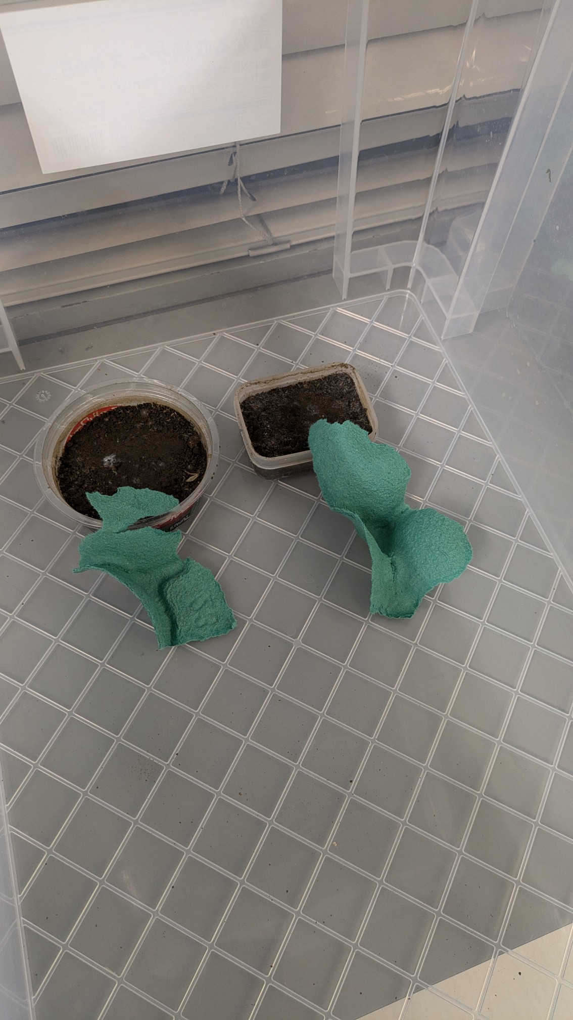 画像：コオロギの産卵床　卵は適切な温度・湿度で管理すると約2週間程度で孵化します