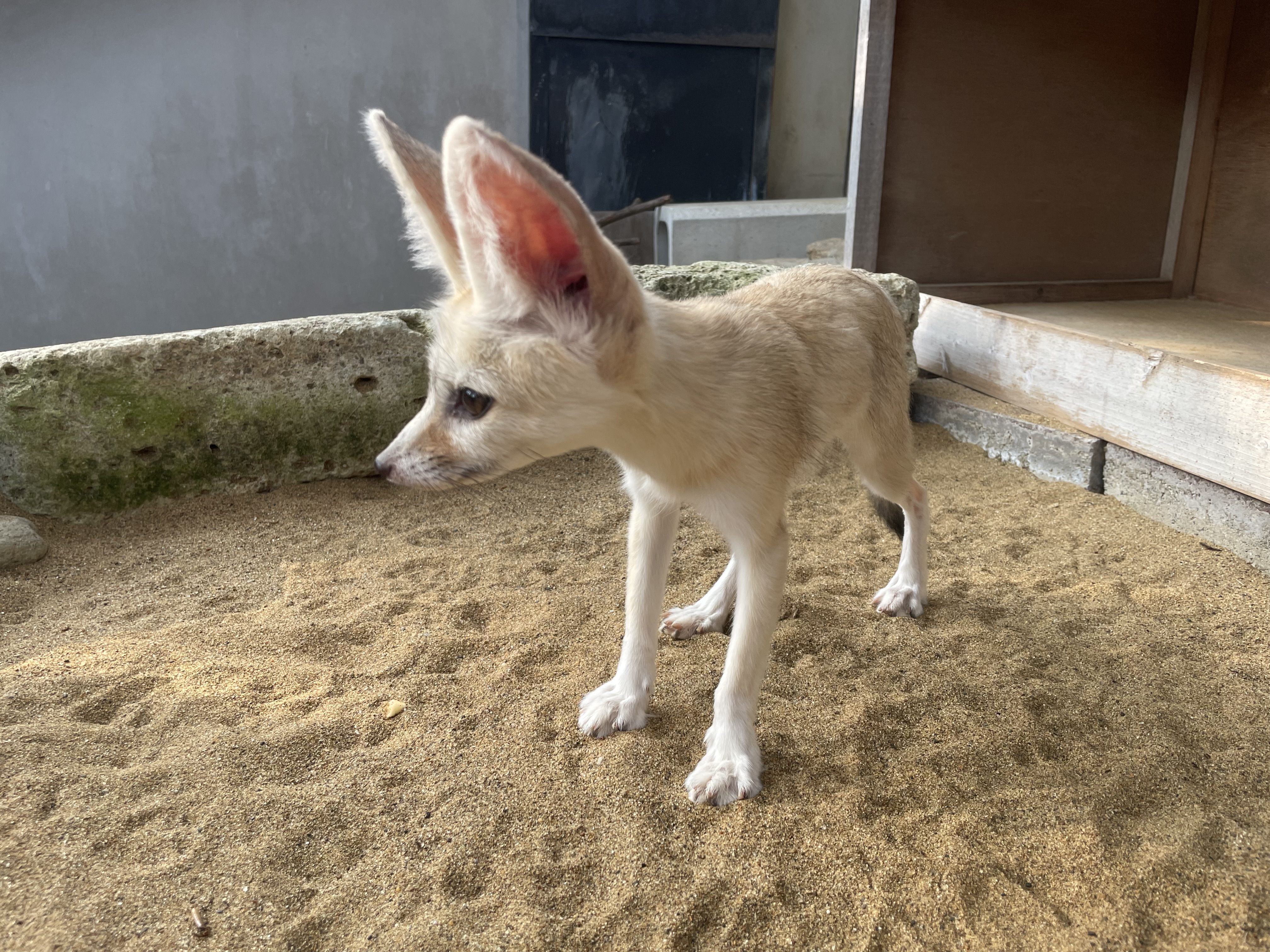 画像：夏毛のフェネック（8月末ごろ）