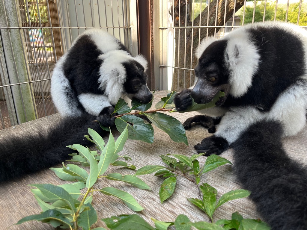 画像:柿の枝葉をほおばるハクとトミーの写真