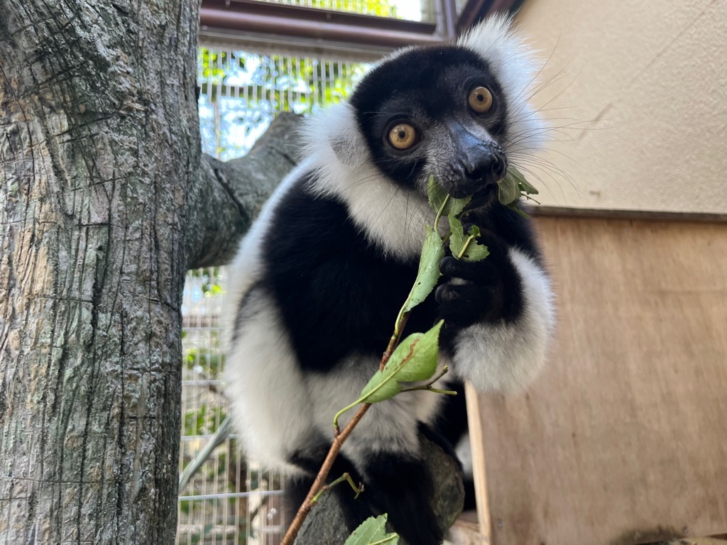画像:プラムの枝葉をほおばるエビゾウの写真