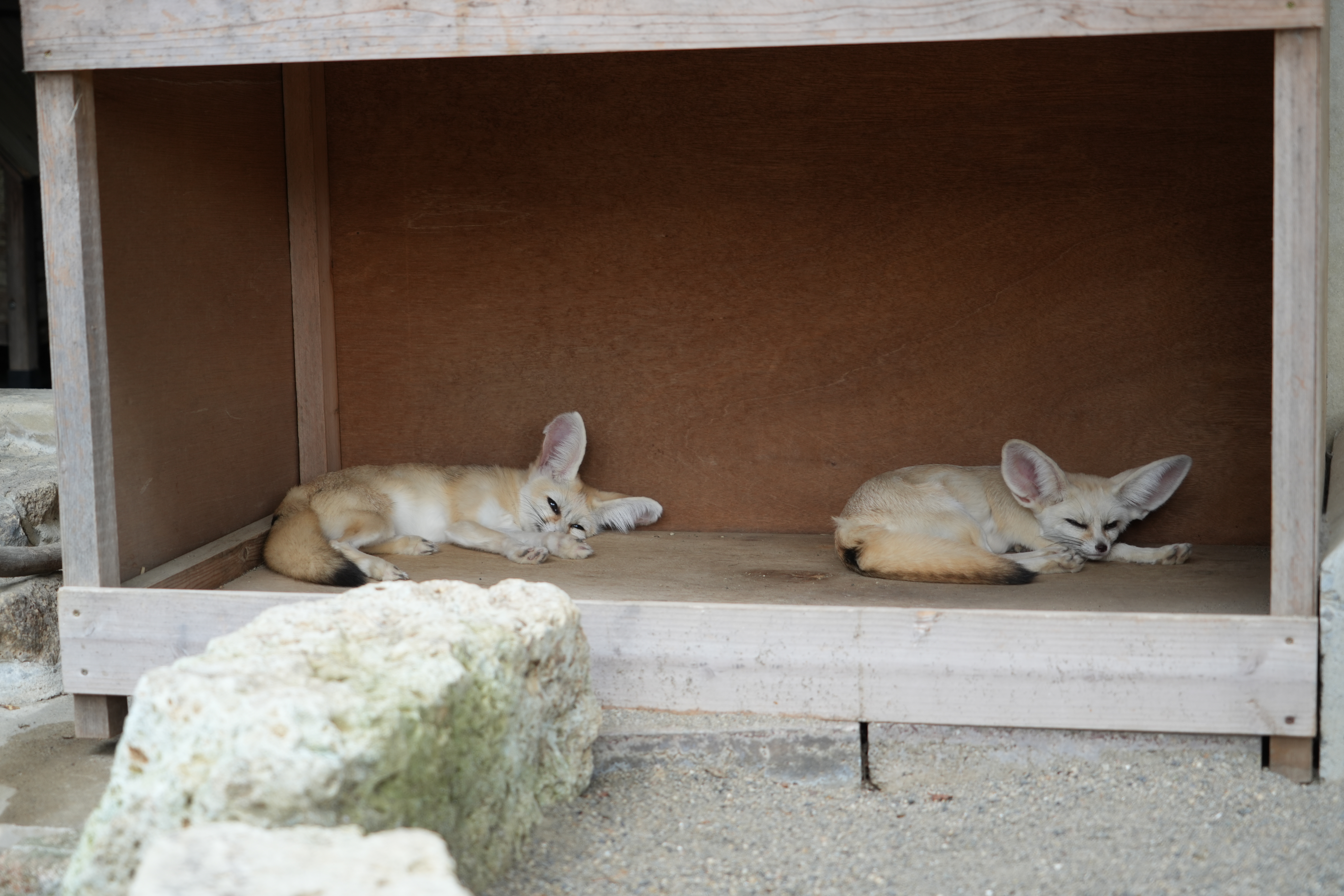 ←コン太郎♂　いなり♀→の画像