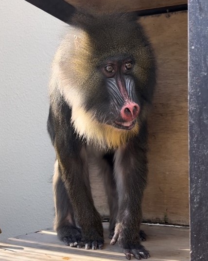 最近のジョディの画像