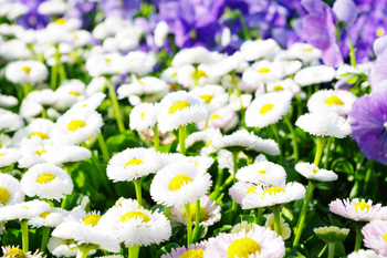 デージーの写真