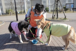 写真：犬のしつけの様子
