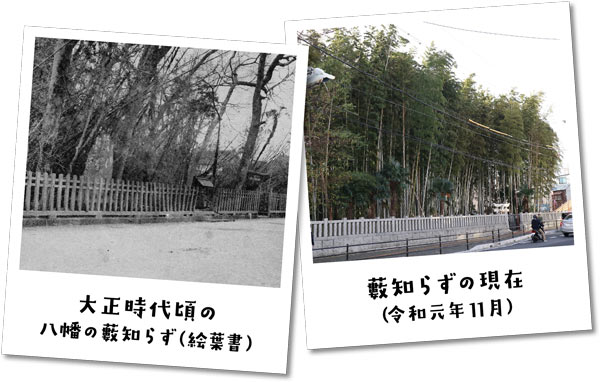 第1庁舎のすぐ近く 八幡の藪知らずの画像