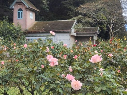 写真：10月27日のバラの写真（ピンク色のバラ）