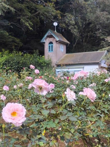 写真：桃色のバラ1