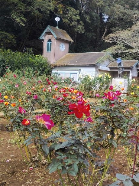 写真：赤色のバラ1