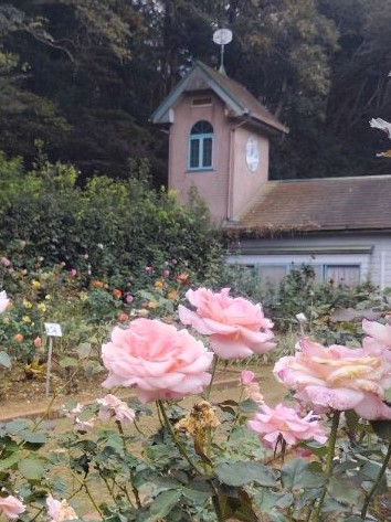 写真：桃色のバラ2