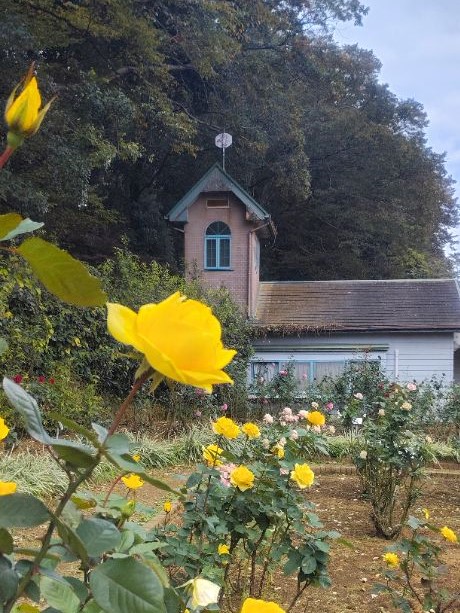 写真：黄色のバラ2