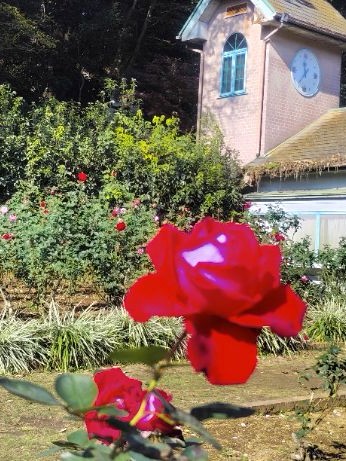 写真：赤色のバラ3