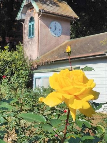 写真：黄色のバラ3