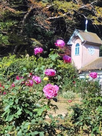 写真：桃色のバラ3