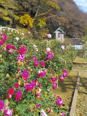 写真：赤色のバラ5