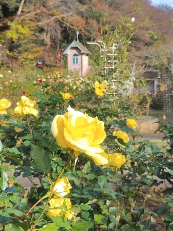 写真：黄色のバラ5